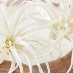 Faux Air Plant -Art Exhibition Shop webimage 209172845 DTL